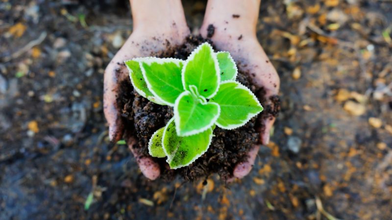 Regenerative Agriculture: Restoring Soil Health